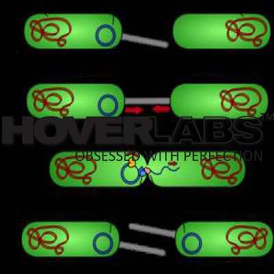 Gene Transfer Conjugation Transduction Model