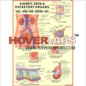 Kidney, Skin, & Excretory Organs