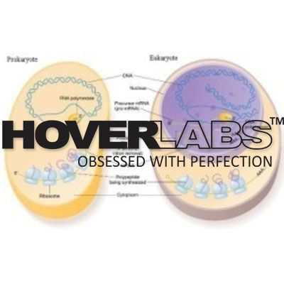 OD Prokaryotic & Eukaryotic Cells Model