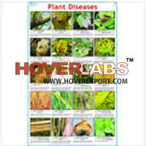 Plant Diseases