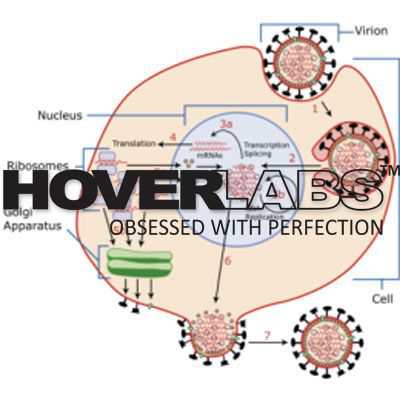 Replication Cycle of Viruses Model