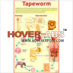 Life History of Tapeworm