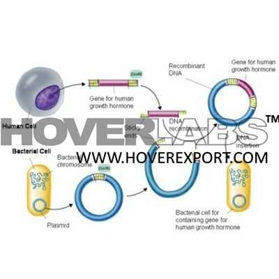 Recombinant DNA Technology Model