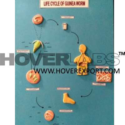 Life Cycle of Guinea Worm Model