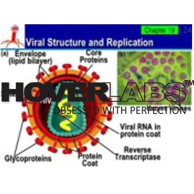 Structure and Replication of Herpes Virus Model