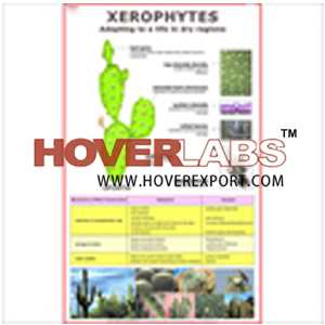 Xerophytes