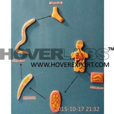 Life Cycle of Hook Worm Model