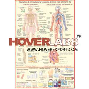 Skeleton & Circulatory System