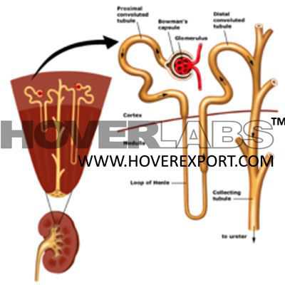 Renal Function Test Model