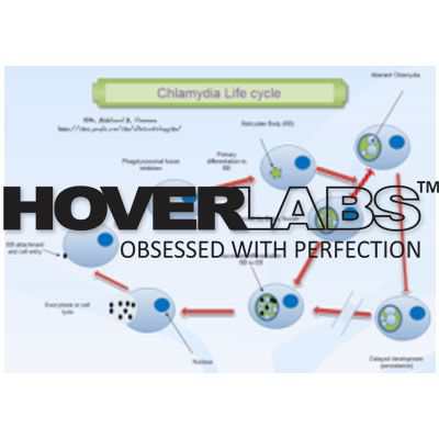 Reproduction Cycle of Chlamydia Model