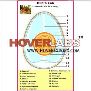 Hen's Egg