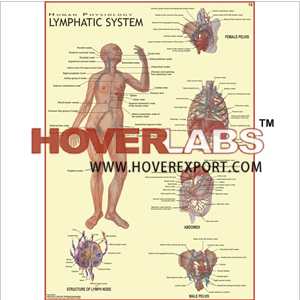 Lymphatic System