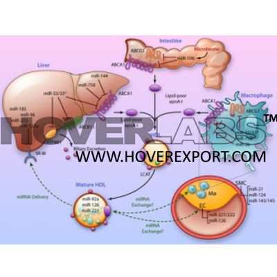 Bio Lipid Metabolism Model