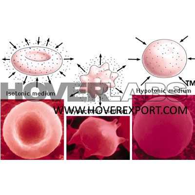 Bio Chem Osmosis Model