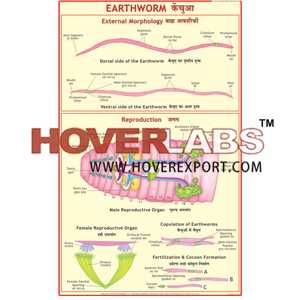 Earthworm: Ext. Morphology & Reproduction