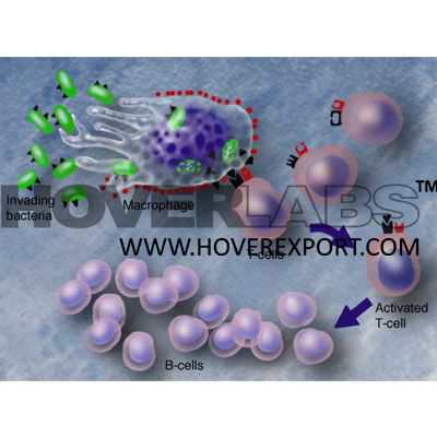 Role of T Cell & B Cells Model