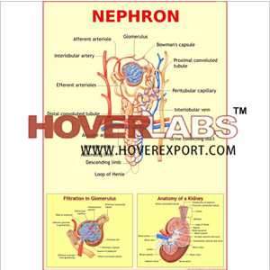 Circulation Of Blood