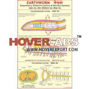 Earthworm: Blood Circulation, Respiratory & Nervous System