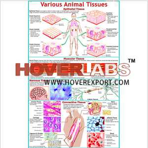 Various Animal Tissues