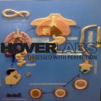 Life Cycle of Ascaris Lumbericoides Model