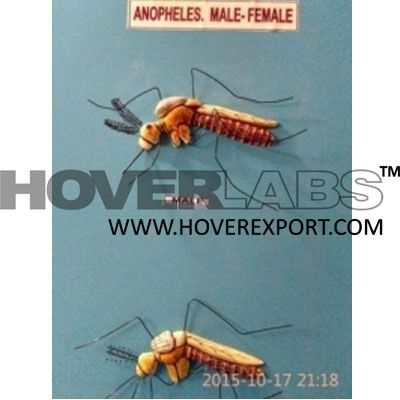 Anopheles Male, Female Model