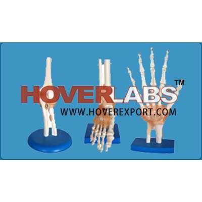Elbow Foot Hand Joint