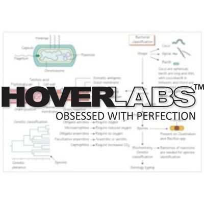 Bacterial Families Model