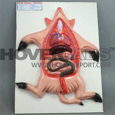 Fetal Pig Model