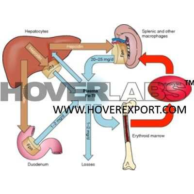 Iron Metabolism and Heme Synthesis Model