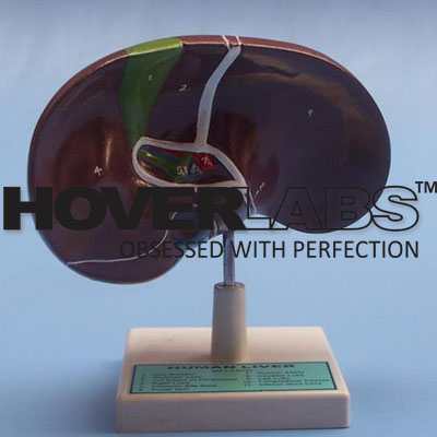 Human Liver Model