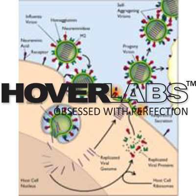 Effect of Viral Infection on Host Wall Model