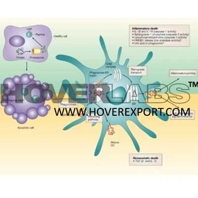 Antibody Antigen Complex Model