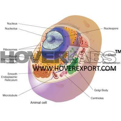 Cell Biology Model