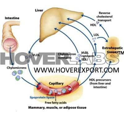 Fat & Steroid Metabolism Model