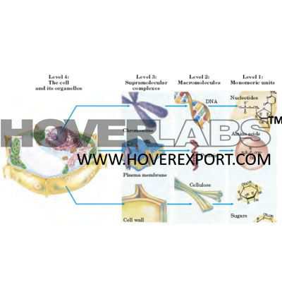 Function and Classification of Carbohydrates, Lipids, & Amino Acids Model