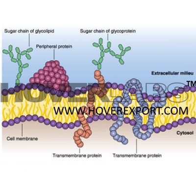 Unit Membrane Model