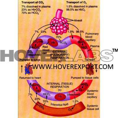 Haemoglobin Model