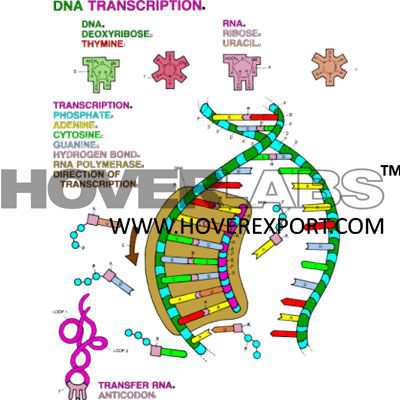 DNA Transcription Model