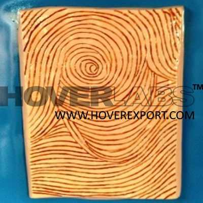 Fingerprint Whorl Model