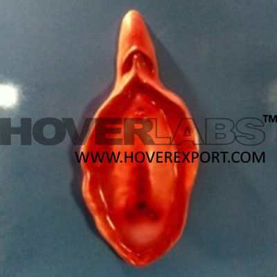 Hymen Elastic Distensible Model