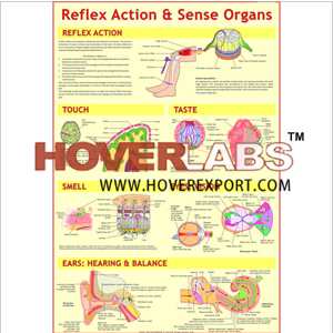 Sense Organs & Reflex Action