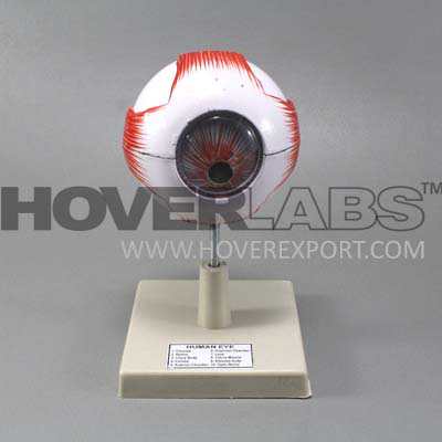 Human Eye Model