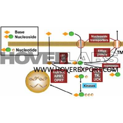 Purine-and Pyrimidine Metabolism Model