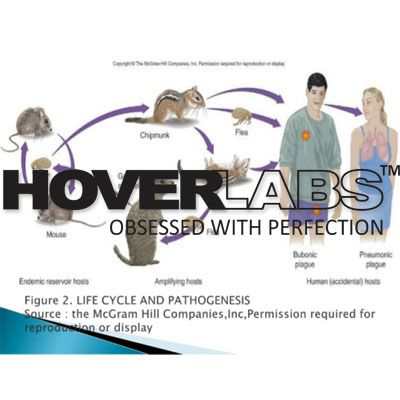 Yersina Pestis and Species Model