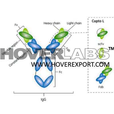 Antibodies Model