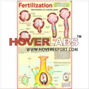 Fertilization