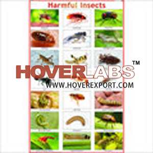 Harmful Insects
