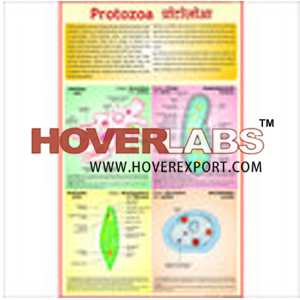 Protozoa