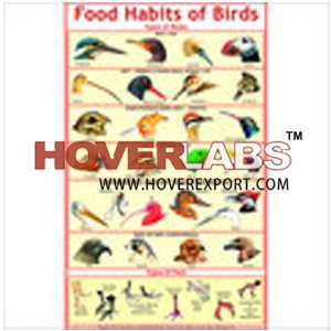 Food Habits of Birds (Beaks & Feet)
