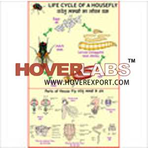 Life History of Housefly